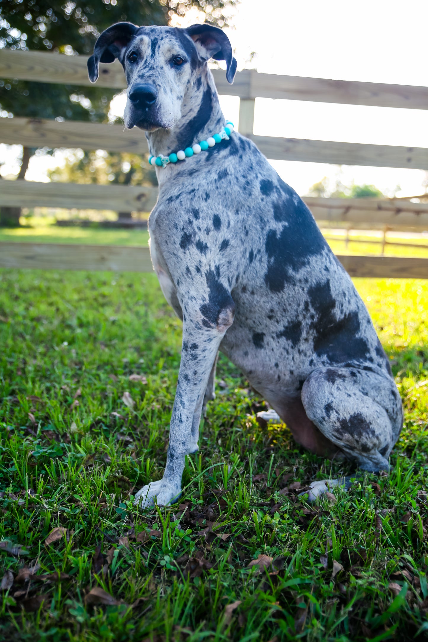Two Toned Cow w/ white