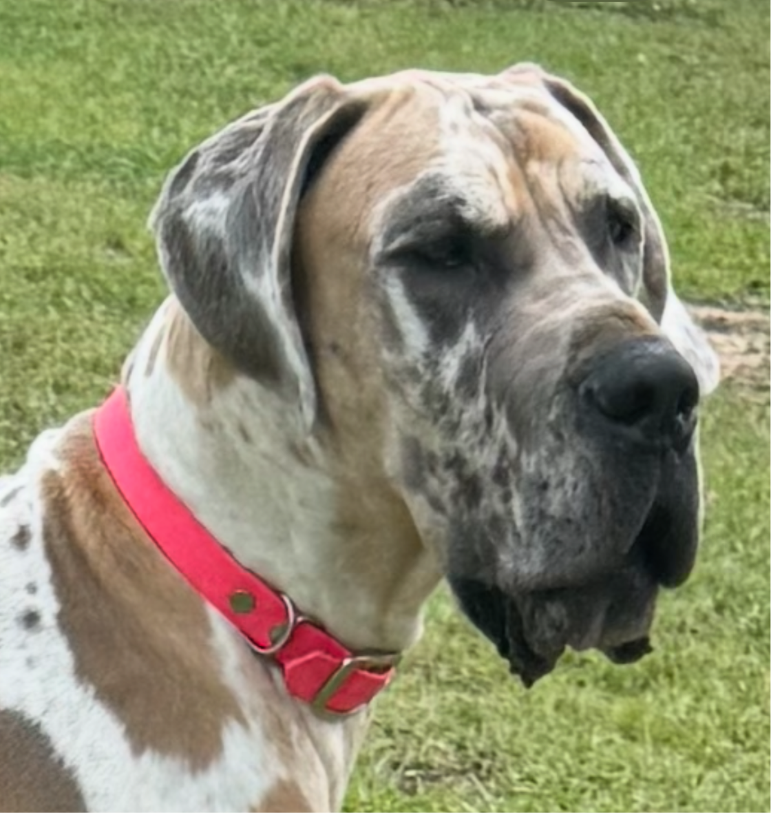 1 inch Biothane Collar