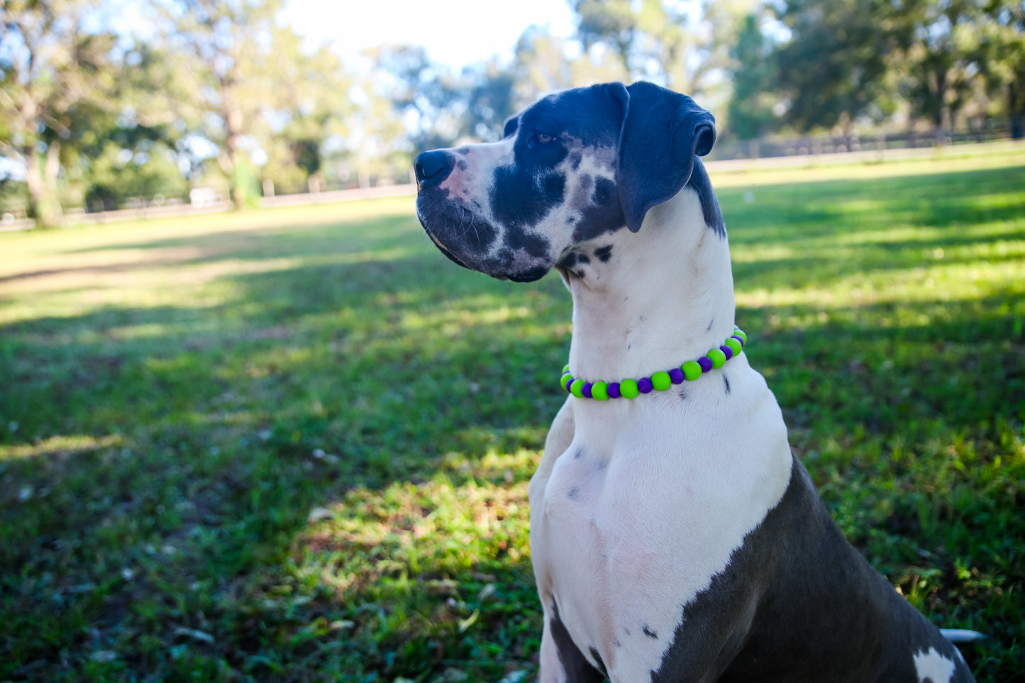Purple and Green Two Toned