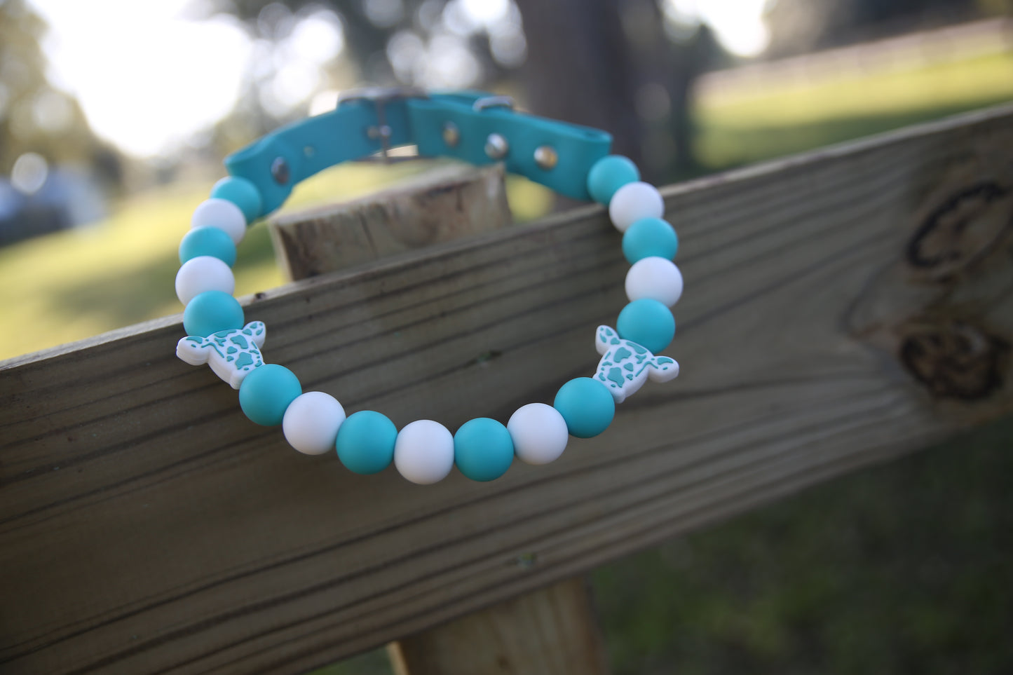 Two Toned Cow w/ white